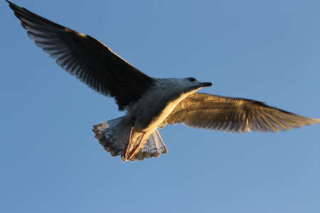 Gull chick flight at sunset. This gull chick flew over me when sun was setting downの写真素材