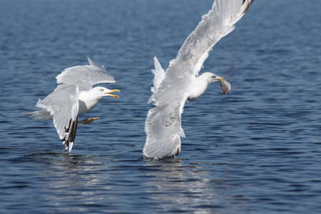 Jealous herring gull. These european herring gulls are hunting some fish and one of them got luckyの写真素材