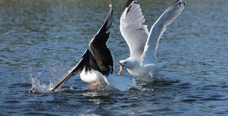 Gull fight. These gulls doesn't like each other and have  a tough fightの写真素材