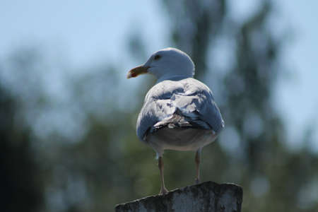 Herring Gull on top of a pole.  This Herring Gull enjoys his day on top of a poleの写真素材