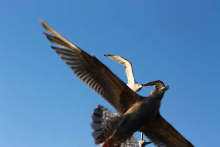 Incoming! This gull ate a fish and has no idea what's coming from above itの写真素材