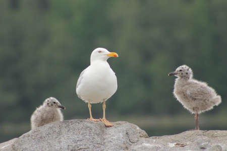 Herring Gull family. This Herring Gull family spend time on their nest stoneの写真素材