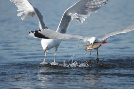 Ready, set, go! These gulls are competing 4x100 meters relayの写真素材