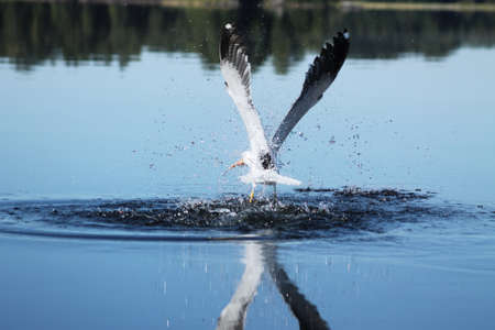 The Lesser Black-backed Gull caught a fish. This Lesser Black-backed Gull has caught a fish on a calm dayの写真素材