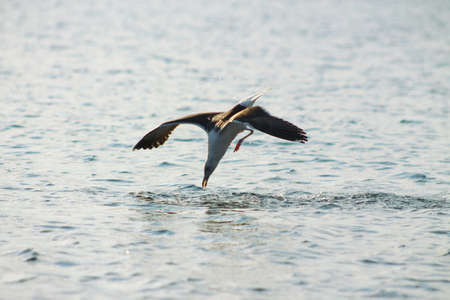 The Lesser Black-backed Gull  diving. This Lesser Black-backed Gull dives to catch a fishの写真素材