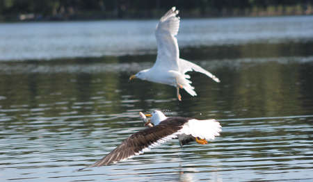 Lesser Black-backed Gull. The Lesser Black-backed Gull has caught a fish.の写真素材