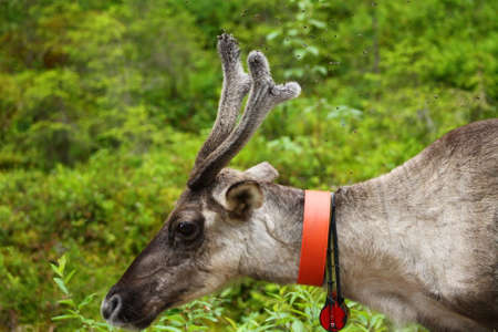 Reindeer has problems with 'few' flies. This reindeer tries to shoo the flies that are bullying itの写真素材