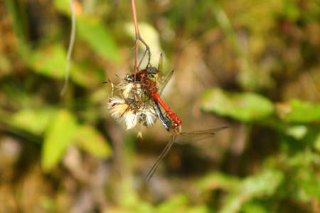 Mating dragonflies on a sunny day. These dragonflies are mating and continue their generationの写真素材