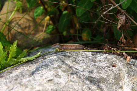 Lizard on rock. This lizard seems to be quiet confident and not disturbed at all by the photographerの写真素材