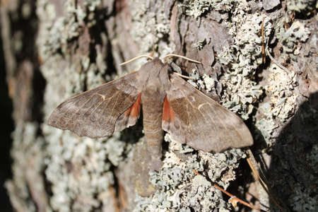 The poplar hawk-moth in a tree. This hawk-moth was sunbathing on a tree barkの写真素材