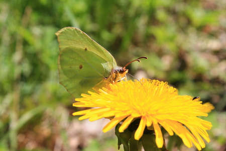 The Brimstone butterfly drinking nectar. This brimstone is drinking nectar on  a dandelion on a sunny dayの写真素材