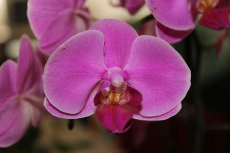The orchid is a beautiful flower. Orchid is very good indoor flower but quiet challenging to growの写真素材