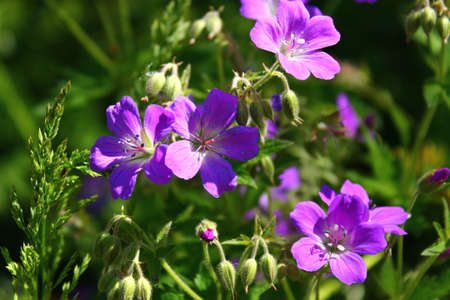 Beautiful flowers and summer. Beautiful blue flowers on a sunny dayの写真素材