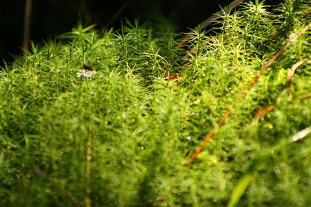 Mosses after rain, These mosses are wet after a rainy dayの写真素材