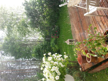 Beautiful weather event. Heavy raining in the garden and sunshine at the same timeの写真素材