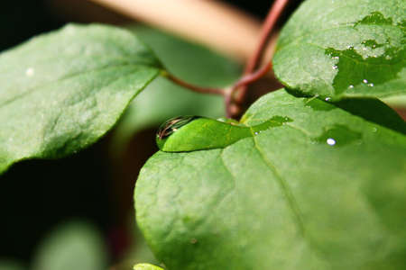 Water drop on a leaf. Peaceful picture. Water drop slides down to the edge of leafの写真素材
