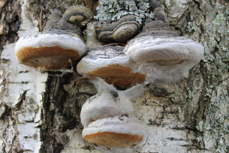 Bored polypore. It has been there for a while so i don't blame itの写真素材