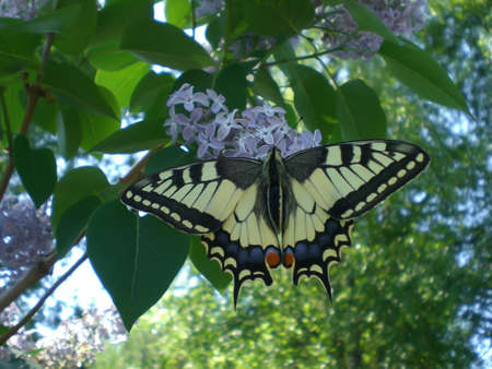 The Swallowtail is drinking nectar from a lilac. This swallowtail is drinking nectar from a lilac on a sunny dayの写真素材