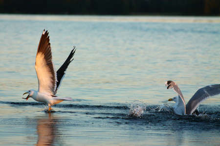 Lesser Black-backed gull has a snake tongue kyssäri. This Lesser Black-backed gull has caught a fish and swallows it immediatelyの写真素材