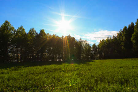 Summer day. Finnish summer day and mixed forest in the backgroundの写真素材