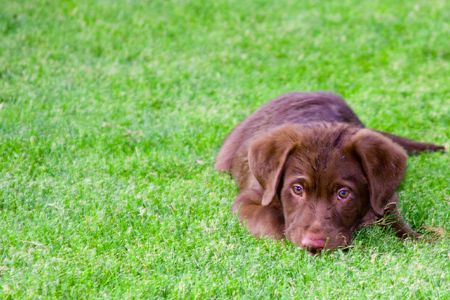 Young chocolate labrador puppy laying in green grasssの写真素材