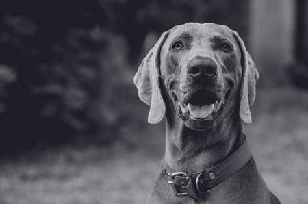 Weimaraner Black and Whiteの写真素材