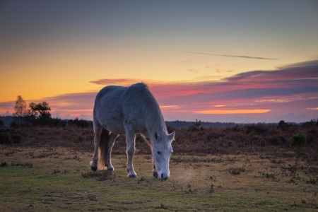 New Forest pony gracing in a sunsetの写真素材