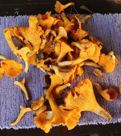 Wild Chantarelles on a tableの写真素材