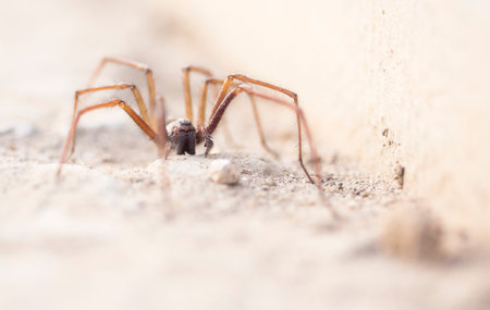 Close up image of a hairy spider
