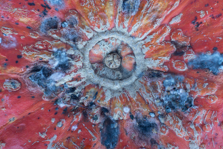 Background texture close up image of mould on a pumpkinの写真素材