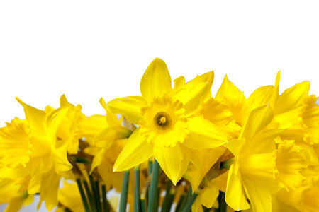 Yellow Daffodil in full bloom isolated on white backgroundの写真素材