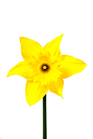 Yellow Daffodil in full bloom isolated on white backgroundの写真素材