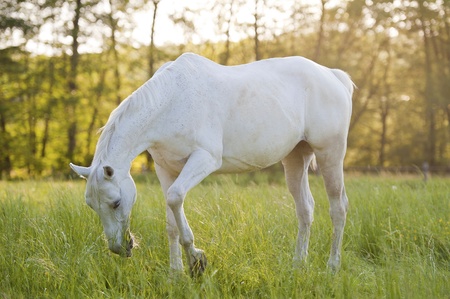 A white horse surrounded by grasslands nearby Krakow, Poland の写真素材
