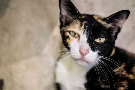 crafty catの写真素材