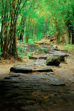 Green Forest stone walkway in Thailandの写真素材