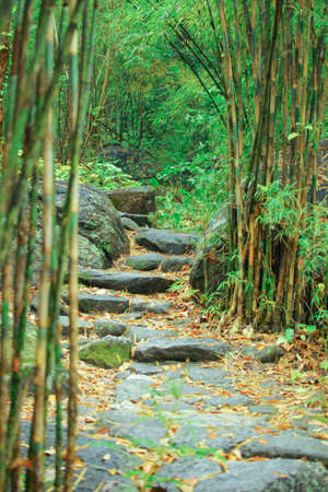 Green Forest stone walkway in Thailandの写真素材