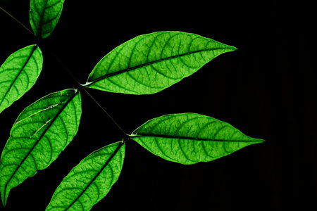 Green Leaf With Black Background
