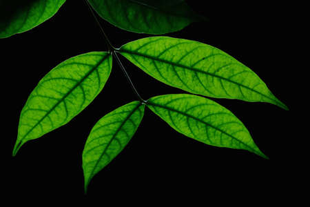 Green Leaf With Black Backgroundの写真素材