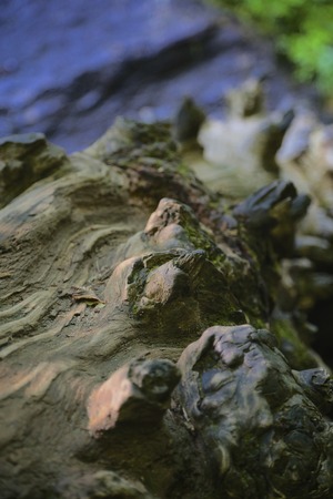 driftwood tree trunkの写真素材