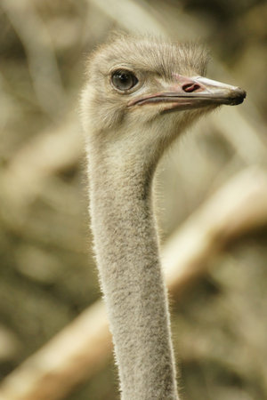Ostrich neck and head