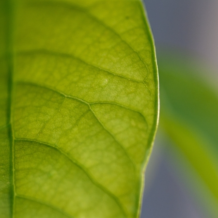 leafの写真素材