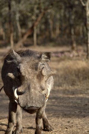 Warthog closeupの写真素材