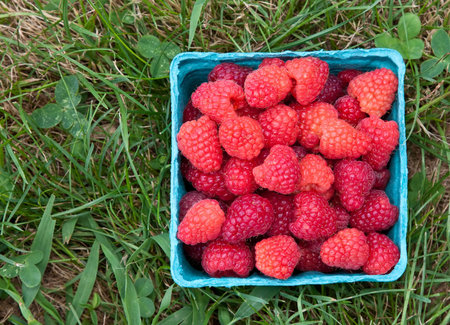 Pint of Raspberries