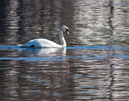 Swanの写真素材