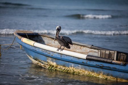Brown Pelican sitting on a boatの写真素材