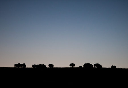 Bison Silhouetteの写真素材