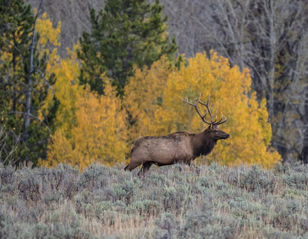 Male Elkの写真素材