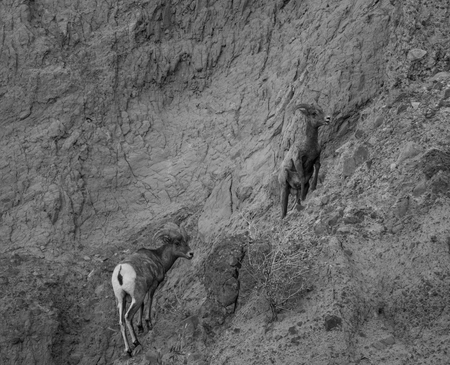 Bighorn Sheep in black and whiteの写真素材