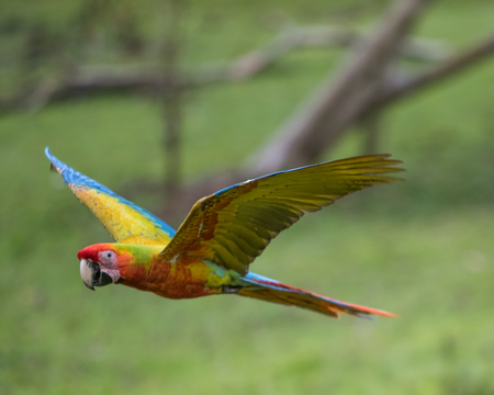 Great Green Macaw in flight in Costa Ricaの写真素材