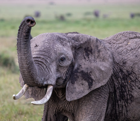Close-up of an elephant